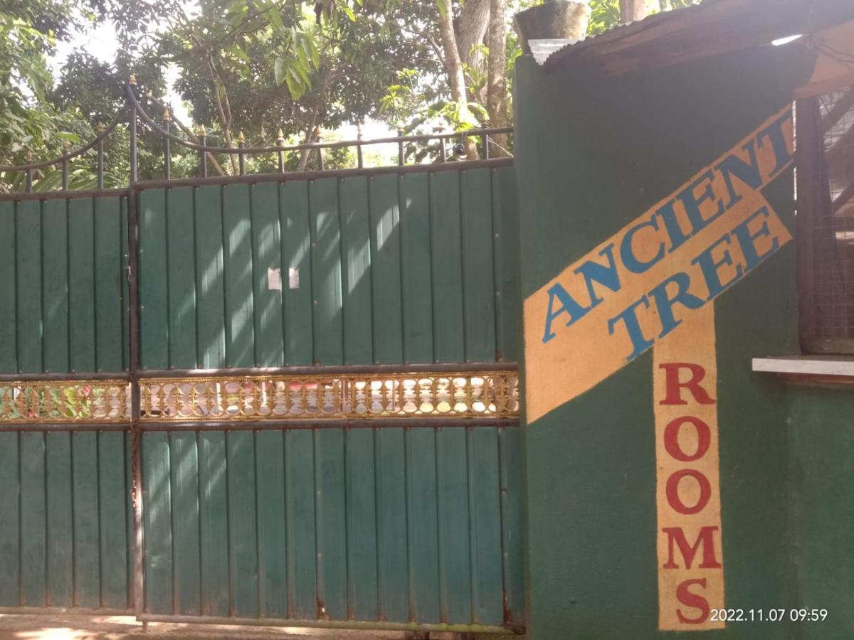 Ancient Tree Hotel Mirissa Exterior photo