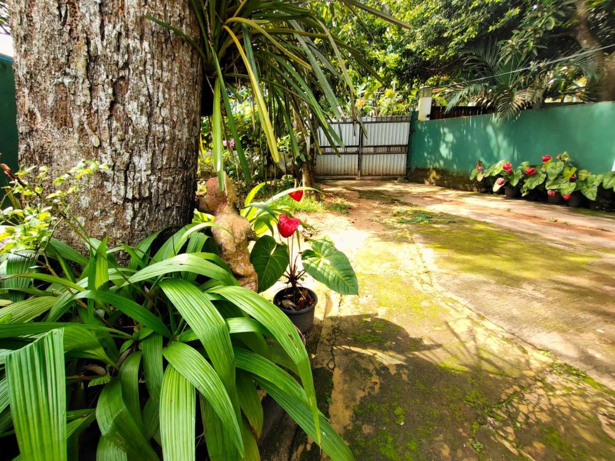 Ancient Tree Hotel Mirissa Exterior photo