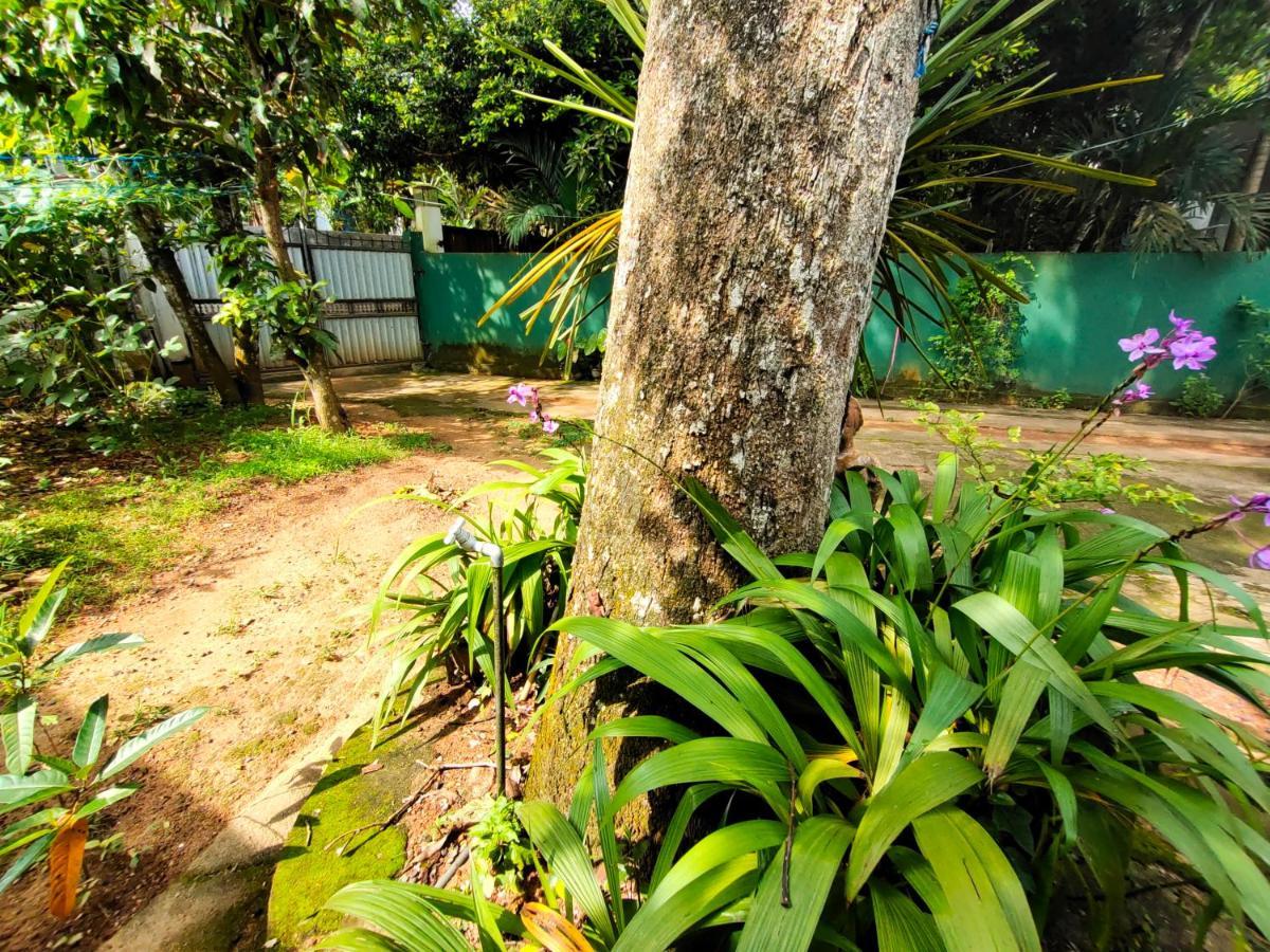 Ancient Tree Hotel Mirissa Exterior photo