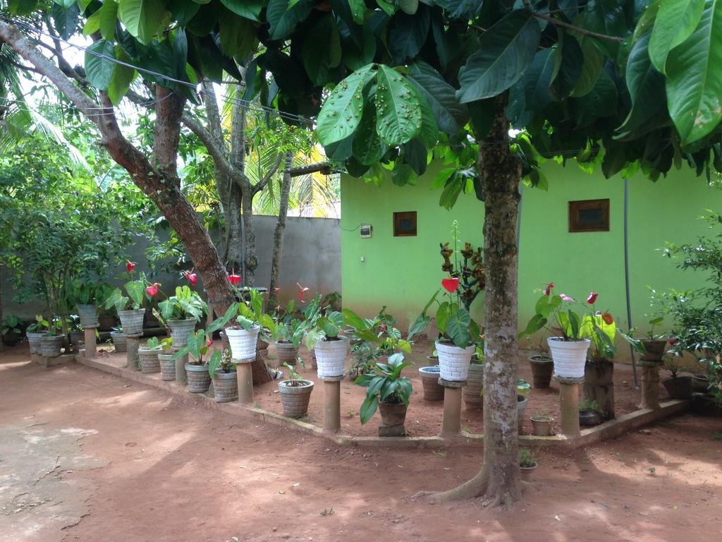 Ancient Tree Hotel Mirissa Exterior photo